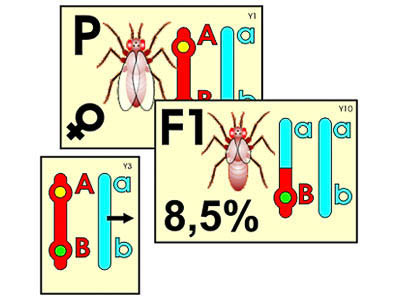 Модели - аппликации (динамические пособия)