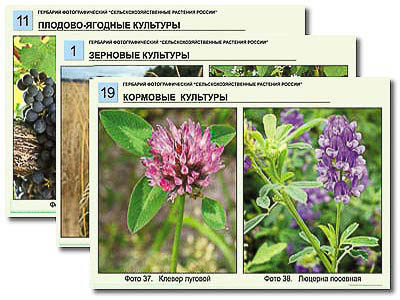 Печатные пособия (биология)