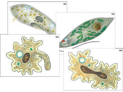 Модель-аппликация "Строение и разнообразие простейших" (ламинированная)