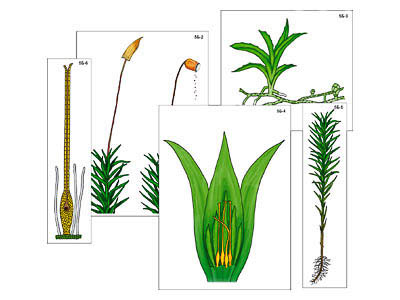 Модель-аппликация "Размножение мха" (ламинированная)
