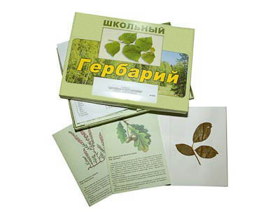 Гербарий "Дикорастущие растения" (30 видов, с иллюстрациями)